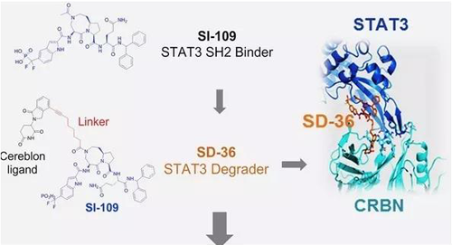 结构优化得到的SH2结合分子SI-109与CRBN结合，得到SD-36
