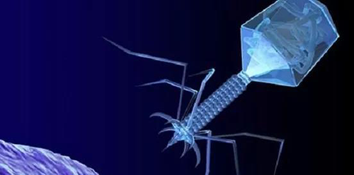 噬菌体疗法、溶瘤病毒，以及构建细胞表达载体的病毒转染因子等都体现出病毒对人类善良温和的一面