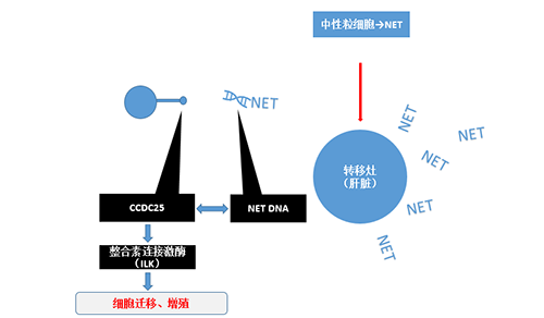 除了单纯的捕获，NET DNA与CCDC-25的结合还增强了癌细胞的侵袭行为，促进了癌症的肝转移。