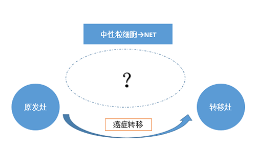 NET可能会通过某些方式“捕获”或“唤醒”癌细胞，从而造成癌细胞的迁移。