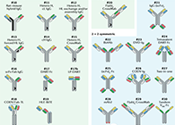 【云回顾】理论、法规、实践，三位一体讲解双抗的生物分析