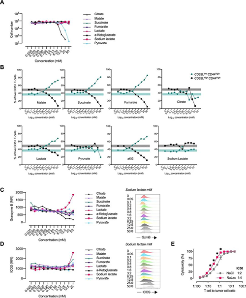 中央碳代谢物会改变CD8 + T细胞效应子的分布（来源：e Life）