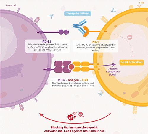 饿了吗？饿一饿原来可以辅助PD-1抑制剂肿瘤免疫治疗 