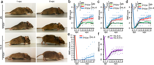 Hyper-IL-6促进功能恢复(来源：Nature)