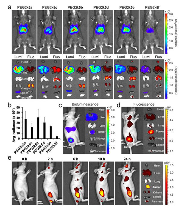 递送和NIR影像，Luc mRNA; Ⅳ and intra-tumoral.jpg