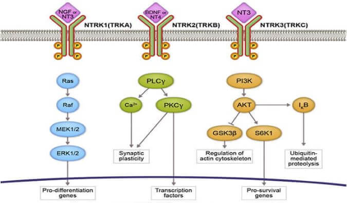 HJC黄金城平台助力睿跃生物1类新药 TRK降解剂CG001419获批临床.jpg
