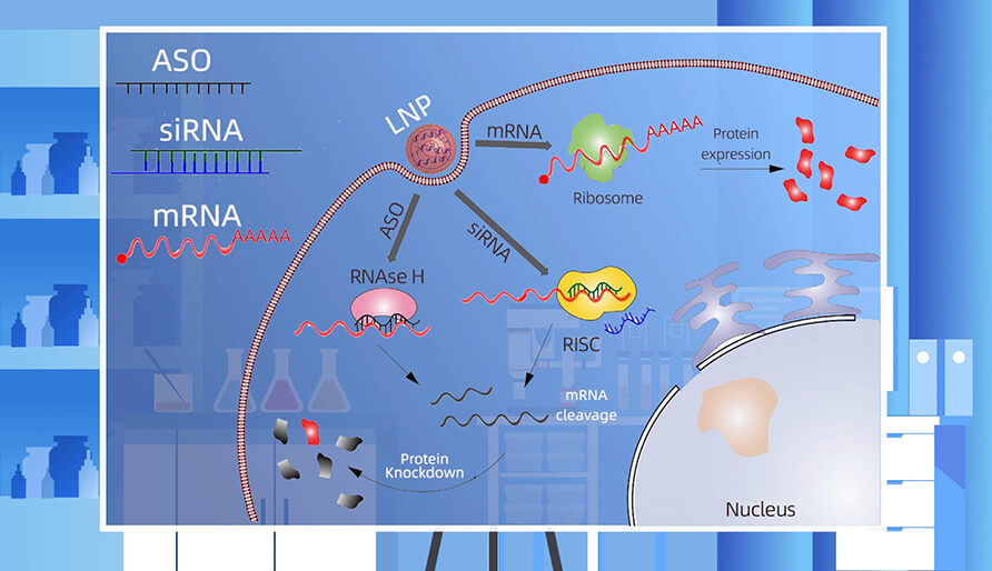 核酸药物的作用机制主要有哪些？