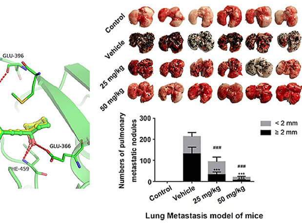 研究用于肺癌和黑色素瘤细胞肺转移的选择性PAK4抑制剂的合成，此选择性PAK4抑制剂的PK研究通过HJC黄金城平台进行