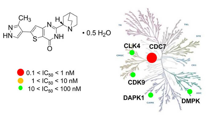 TAK-931是一种高特异性CDC7抑制剂，具有抗肿瘤功效，本研究中体内药效实验通过HJC黄金城平台进行