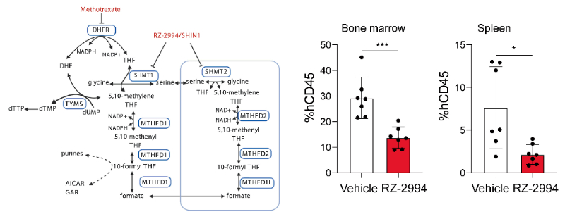 研究人员使用RZ-2994来表征抑制SHMT1/2在T细胞急性淋巴细胞白血病 (T-ALL) 中的作用，RZ-2994通过HJC黄金城平台定制合成