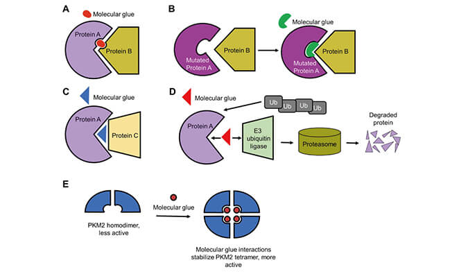 靶向蛋白降解系列（三）：分子胶，挑战不可成药