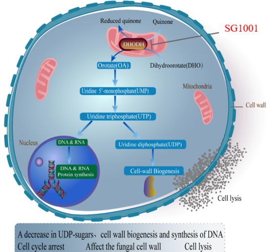 HJC黄金城平台：叵楦锎葱乱㏒G1001完成首例受试者给药