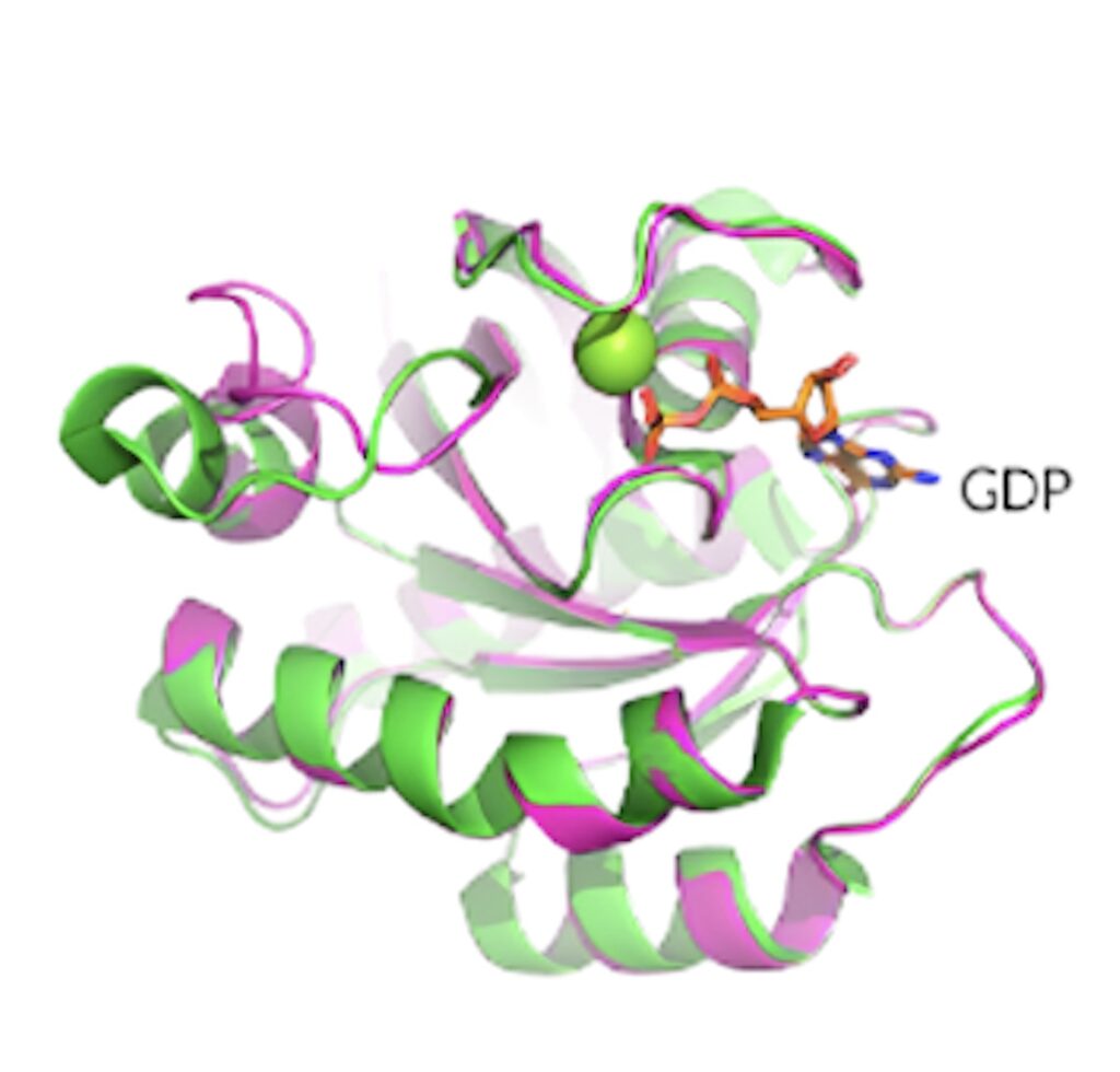 KRAS G12D晶体结构揭示了蛋白质的构象和 GDP 结合状态。.jpeg